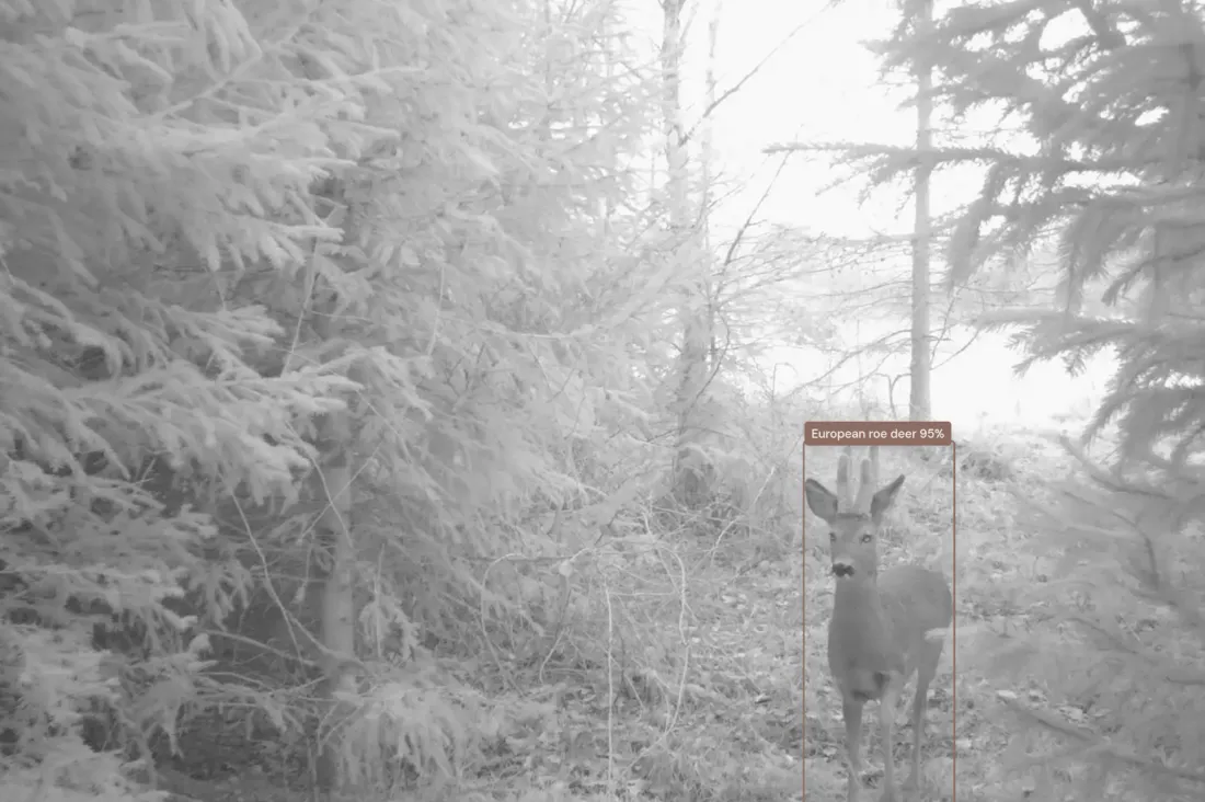 Camwarden — AI species detection on a trail-camera photo